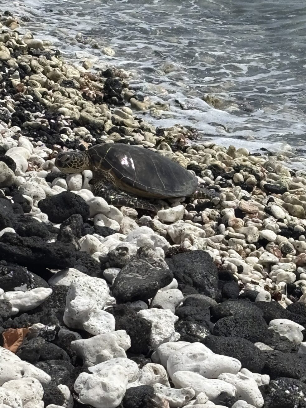 A sea turtle sits on a combination of white coral and black lava rock. The ocean laps at the edges.